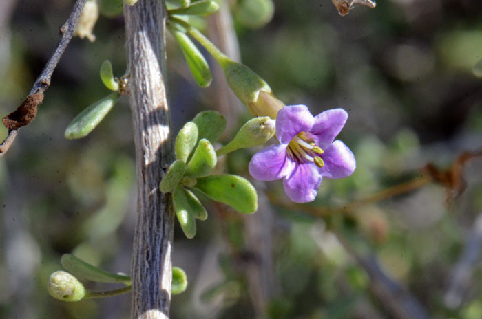 Fremont's Thornbush is a native perennial shrub with semi-large showy purple flowers often with dark purple veins. Lycium fremontii